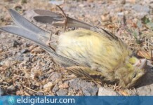 Canario muerto hallado en las inmediaciones de una pantalla acústica transparente en una vía de Tenerife