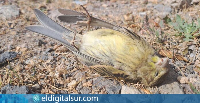 Canario muerto hallado en las inmediaciones de una pantalla acústica transparente en una vía de Tenerife