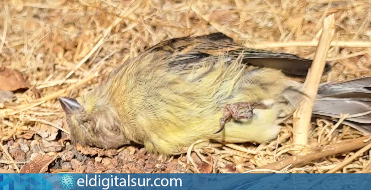 Canario muerto hallado en las inmediaciones de una pantalla acústica transparente en una vía de Tenerife