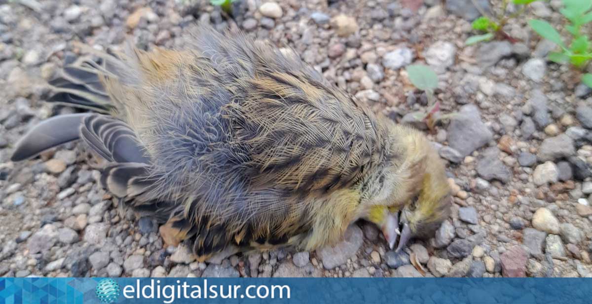 Canario muerto hallado en las inmediaciones de una pantalla acústica transparente en una vía de Tenerife