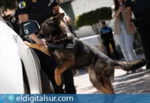 Foto de archivo de uno de los perros de la Unidad Canina K9 de la Policía Local de Arona