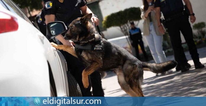 Foto de archivo de uno de los perros de la Unidad Canina K9 de la Policía Local de Arona