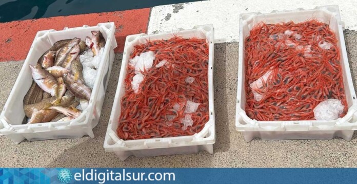 Pescado y marisco intervenidos por la Guardia Civil durante un operativo de control pesquero en La Gomera
