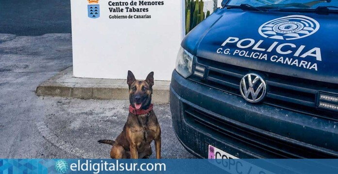 Perro policía del Grupo de Guías Caninos durante un dispositivo de vigilancia junto a una patrulla de la Policía Autonómica frente al centro de menores Valle Tabares, en Tenerife