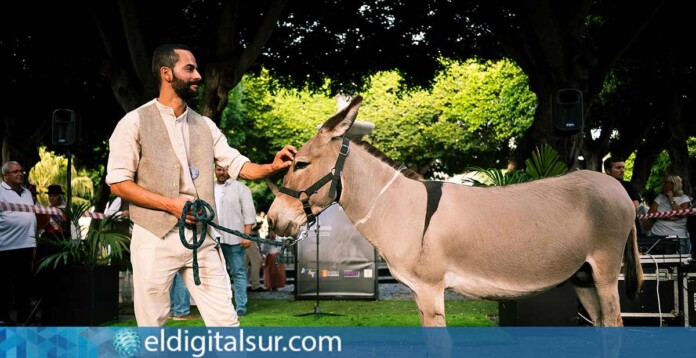 Noche-de-los-Burros-La-Laguna-150726 Tradicional Noche de los Burros