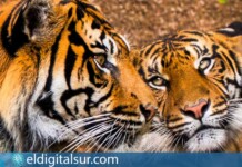 Zaza y Lucu, los nuevos tigres de Sumatra de Loro Parque