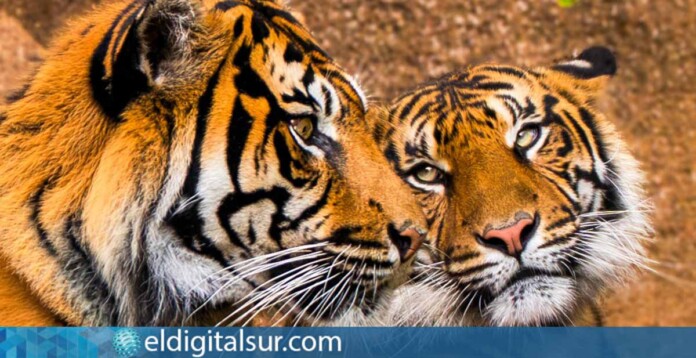 Zaza y Lucu, los nuevos tigres de Sumatra de Loro Parque