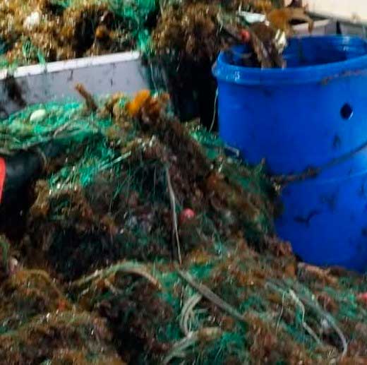 Ejemplares del alga invasora Rugulopteryx okamurae atrapados en las redes de los pescadores
