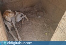 Uno de los perros localizados durante la intervención del SEPRONA en la finca de Granadilla de Abona, donde se hallaron 49 canes en condiciones de abandono