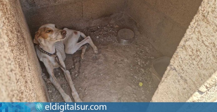 Uno de los perros localizados durante la intervención del SEPRONA en la finca de Granadilla de Abona, donde se hallaron 49 canes en condiciones de abandono