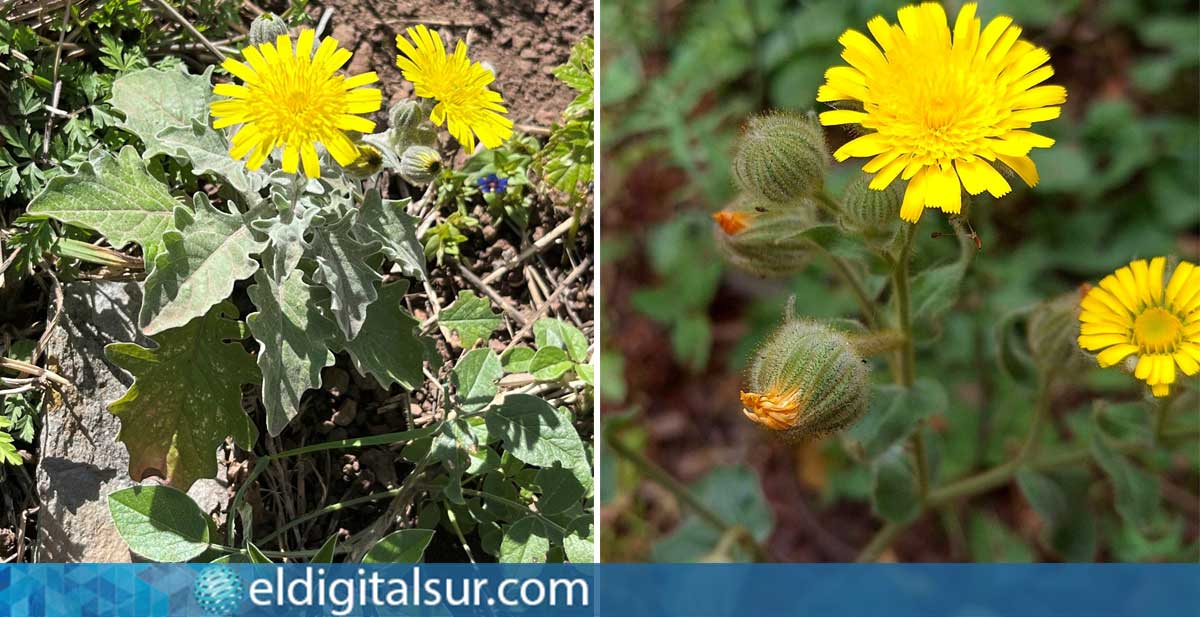 planta-invasora-310726 A la izquierda, Andryala pinnatifida, especie endémica de Canarias; a la derecha, Andryala laxiflora, especie introducida analizada por los investigadores |© Fotos: Andryala pinnatifida | L. S. Jay-García (IPNA-CSIC y ULL) y Andryala laxiflora | J. Tuero Septién (IPNA-CSIC)