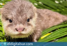 Cría de nutria asiática de uñas cortas nacida en Loro Parque