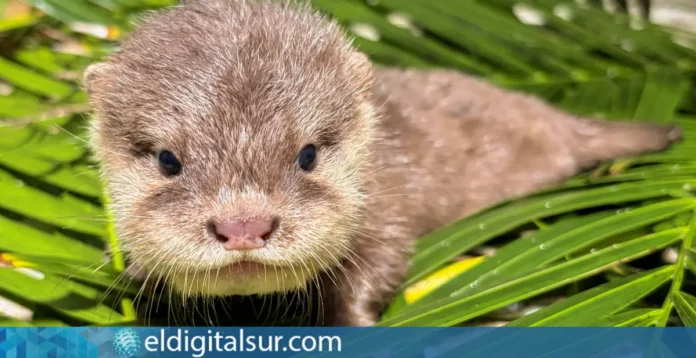 Cría de nutria asiática de uñas cortas nacida en Loro Parque