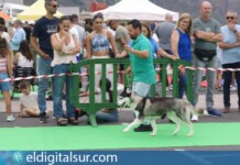 Imagen de archivo de Expo Dogs Los Realejos durante su primera edición / Foto: ASCITE
