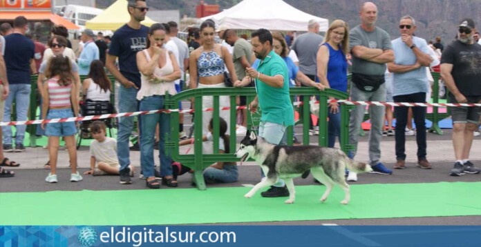Imagen de archivo de Expo Dogs Los Realejos durante su primera edición / Foto: ASCITE