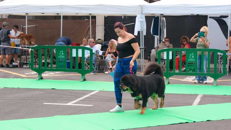 Imagen de archivo de la primera edición de Expo Dogs Los Realejos / Foto: ASCITE