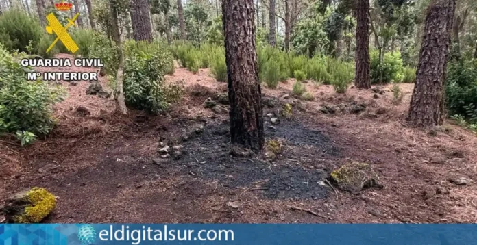 Árbol afectado por el conato de incendio registrado en la zona de San José de los Llanos, en El Tanque
