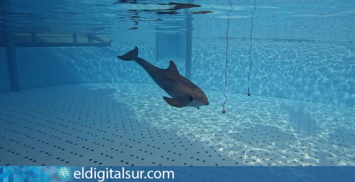 Un delfín mular durante una sesión de investigación sobre ecolocalización y percepción acústica
