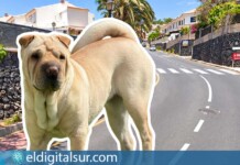 Imagen de archivo de la perrita junto a la calle Tinguafaya, en Chayofa