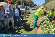 Zinnias plantadas en la plaza del Adelantado de La Laguna