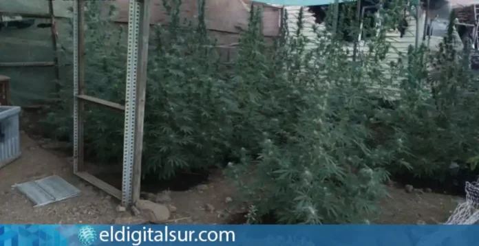 Plantas de marihuana de hasta 1,80 metros de altura localizadas por la Guardia Civil en un invernadero de Arafo