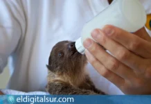 Loro Parque mantiene desde 2017 el sello internacional Global Humane de bienestar animal
