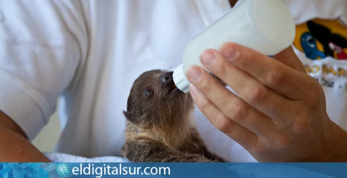 Loro Parque mantiene desde 2017 el sello internacional Global Humane de bienestar animal
