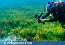 ‘Los Jardineros del Mar’ promueve la conservación de los sebadales