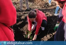 Programa de recuperación y conservación del retamar de cumbre y los bosques de cedro canario