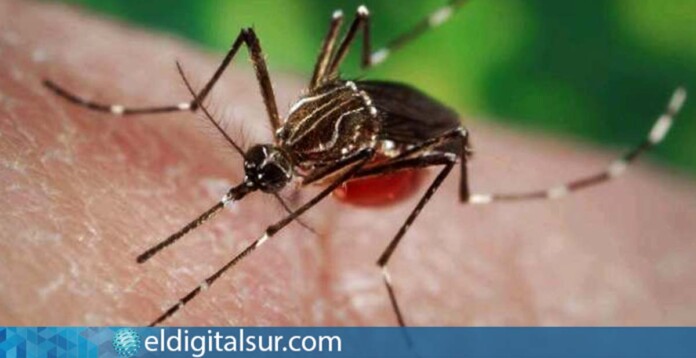 Gran Canaria Aedes aegypti.