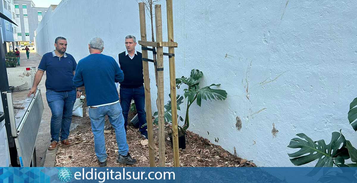 Trabajos de Ajardinado en Padre Anchieta, San Juan Bautista - La Laguna.