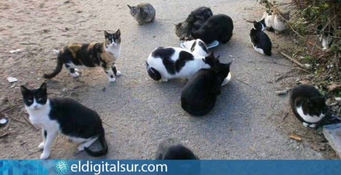 Colonias de Gatos / EDS