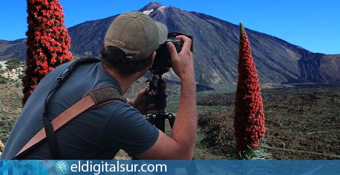 Concurso fotográfico 'La Floración del Tajinaste