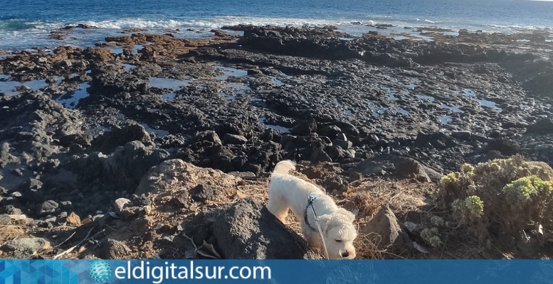 playa para perros el callao