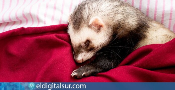 animales pequeños para tener en casa