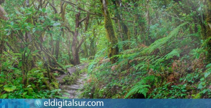 bosque encantado tenerife