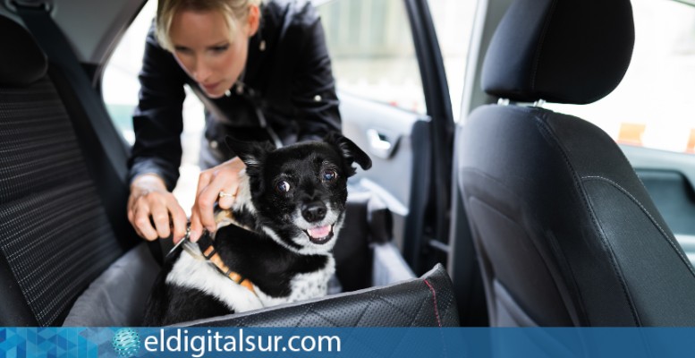Cómo se lleva al perro en el coche de manera segura