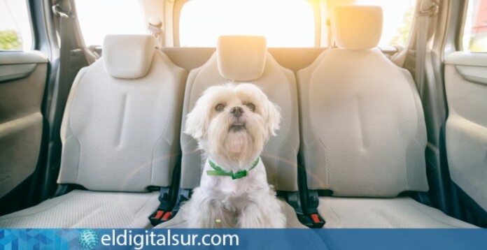 como debe ir un perro en el coche