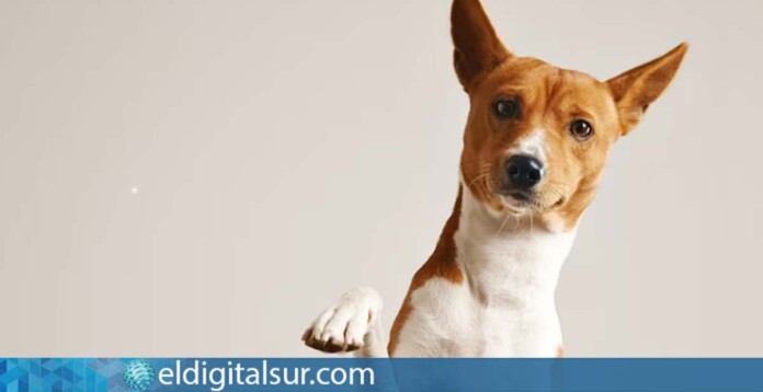Adopción Animales Desamparados.