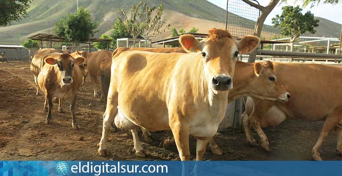Vaca en explotación ganadera de Gran Canaria