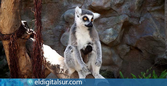 Nacen Loro Parque dos crías Lemur