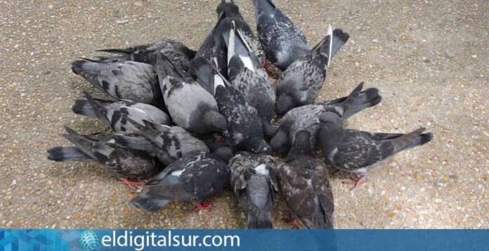 Capturan más de 1.000 palomas en Santa Cruz para "adiestrar" a los halcones del Aeropuerto Norte