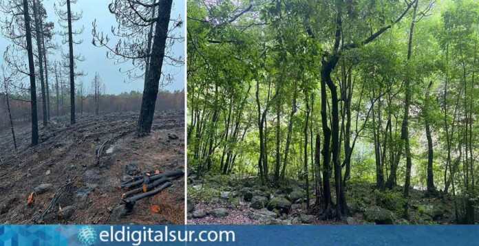 Plan-Forestal-de-Canarias-170124 Bosques Canarias.