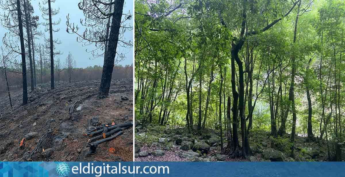 Bosques Canarias.