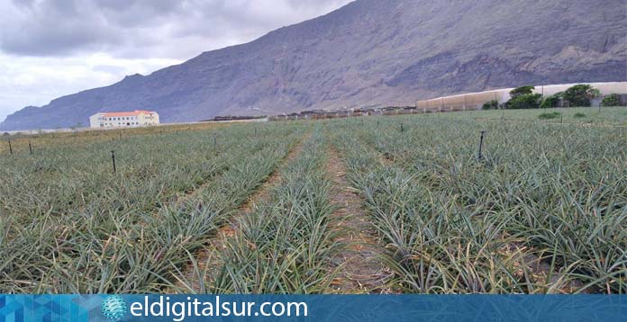 Hiperdino agricultores y productores herreños piña tropical