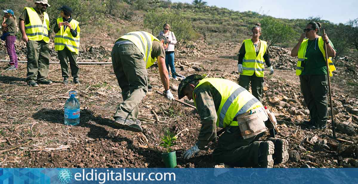 Proyecto de Recuperación de Especies Autóctonas en la Ladera de San Roque La Laguna.