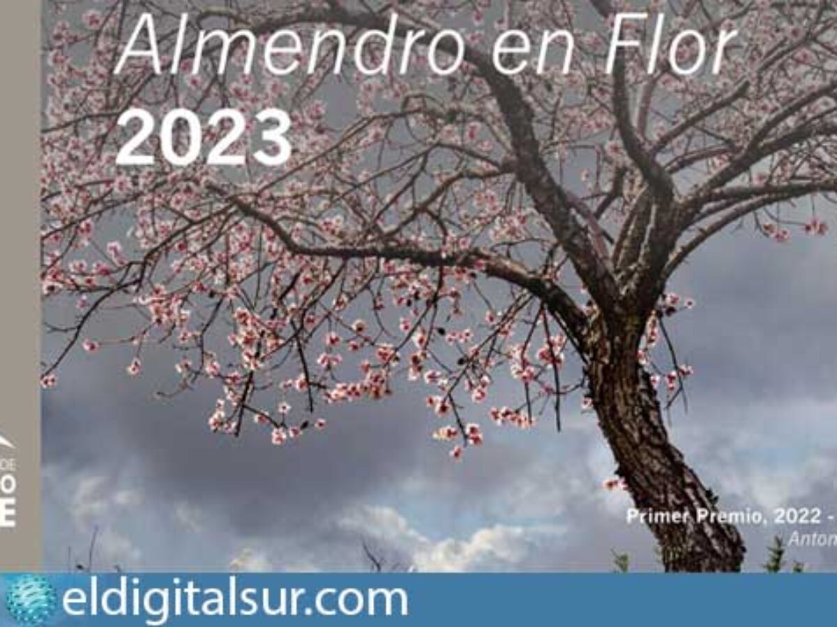 El Concurso de Fotografía Almendro en Flor de Santiago del Teide abre el  plazo de presentación