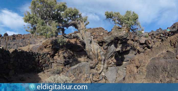 cedro canario en el Teide