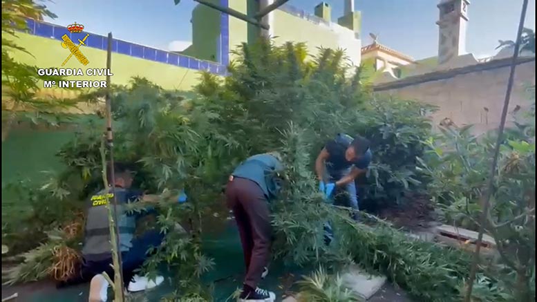 Operación GREEN WEEK contra el cultivo de marihuana Santa Cruz de Tenerife