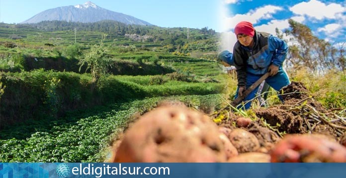 contratación por agricultura en Canarias